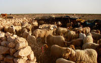 Moutons au Maroc, M. Brun © Cirad